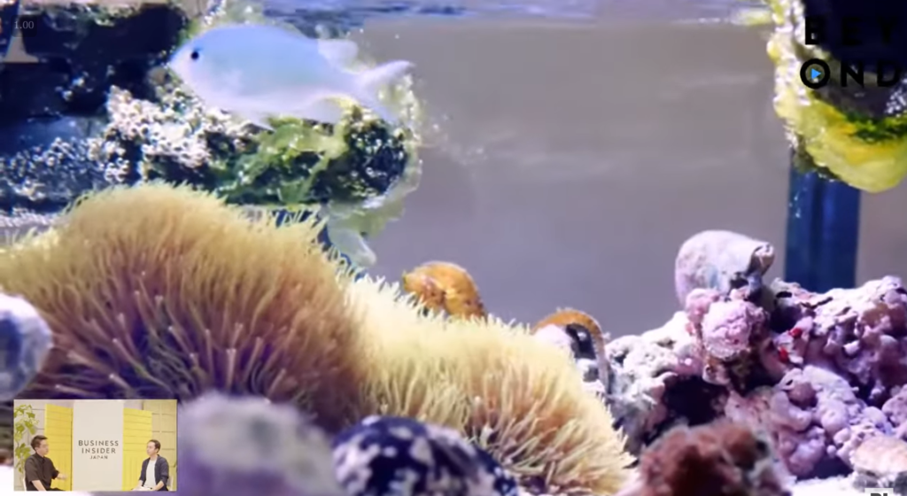 人工のサンゴ礁1