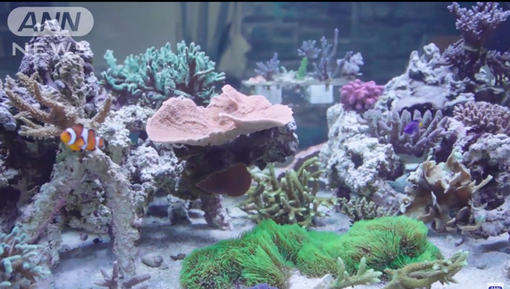 人工のサンゴ礁3